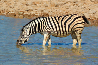 Plains Zebra drinking