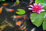 Koi Fish Swimming in Pond with Water Lily