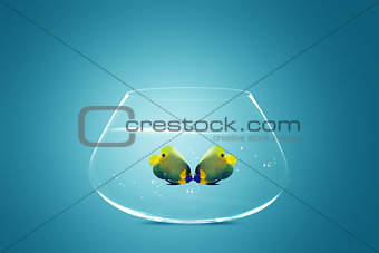 Two Angelfish falling in love