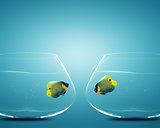 Two Angelfish in Two bowls