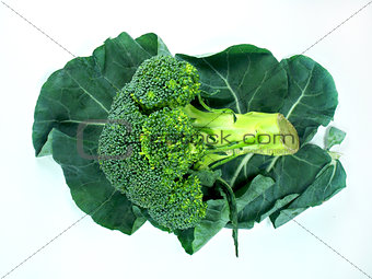 leaf of  a broccoli