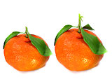 Fresh Tangerine 