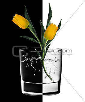 Yellow Tulips and Water glass 