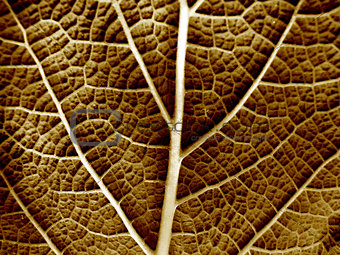 Dry leaf of a plant close up