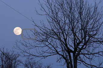 moon and bare tree