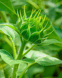 Close Up of Green Sunflower Bud