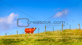 Cow on a farm