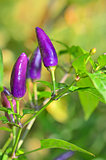 Purple bell pepper growing 