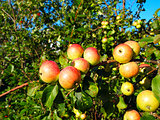 Apples on branch