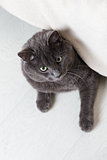 british gray cat looking from under bed