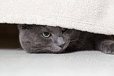 british gray cat looking from under bed