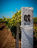 White column on a vineyard background.