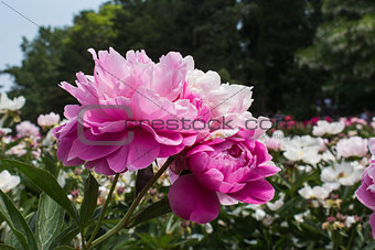 Peonies in the park