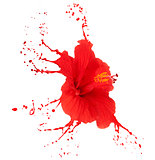 red hibiscus with splashes