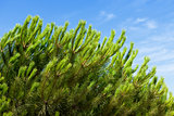 The branch of pine tree over blue sky