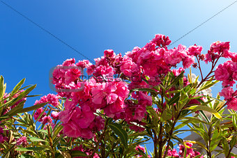Beautiful bush pink flowers with blue sky background