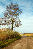 Autumn landscape with a road and tree