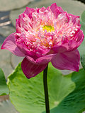 Big pink lotus