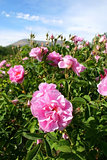 Beautiful pink roses at garden