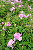 Beautiful pink roses at garden