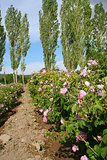 Beautiful pink roses at garden and trees