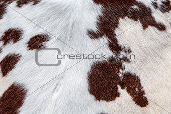 Cow skin background