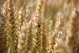 Ladybird or ladybug on a stalk of wheat