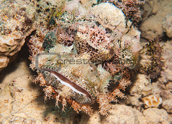 Bearded scorpionfish on the seabed