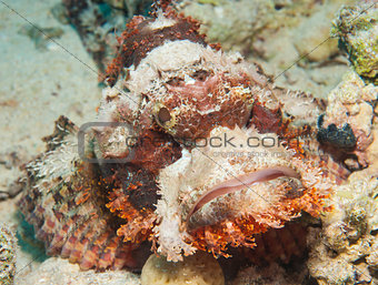 Bearded scorpionfish on the seabed
