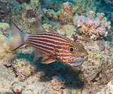 Male tiger cardinalfish on a tropical reef
