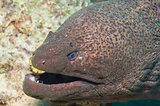 Giant moray on a coral reef
