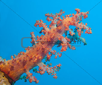Large soft coral on a tropical coral reef