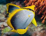 Blackbacked butterflyfish on a coral reef