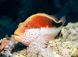 Freckled hawkfish on a tropical coral reef