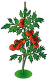 Bush tomato on white background