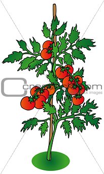 Bush tomato on white background