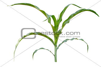 Isolated image of a young corn stalks
