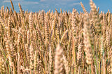Wheat ready for the harvest
