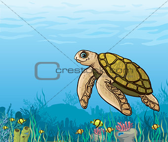 Cartoon sea turtle and coral reef.