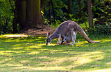 Female red Kangaroo