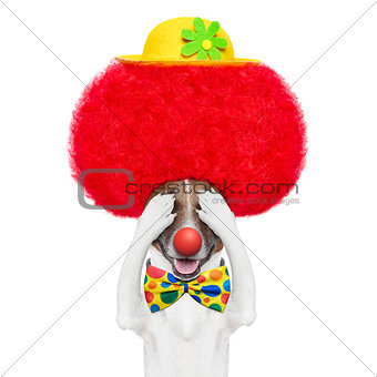 clown dog with red wig and hat 