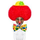clown dog with red wig and hat