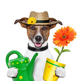 dog gardener