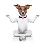 yoga dog