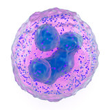Basophil granulocyte