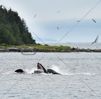 Humpback Whales  Feeding