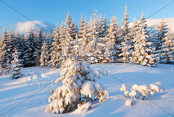 Winter fir in first morning  sunbeams