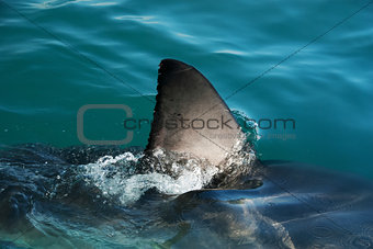 Great white shark fin