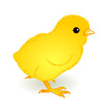 yellow fledgling