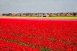Tulip field